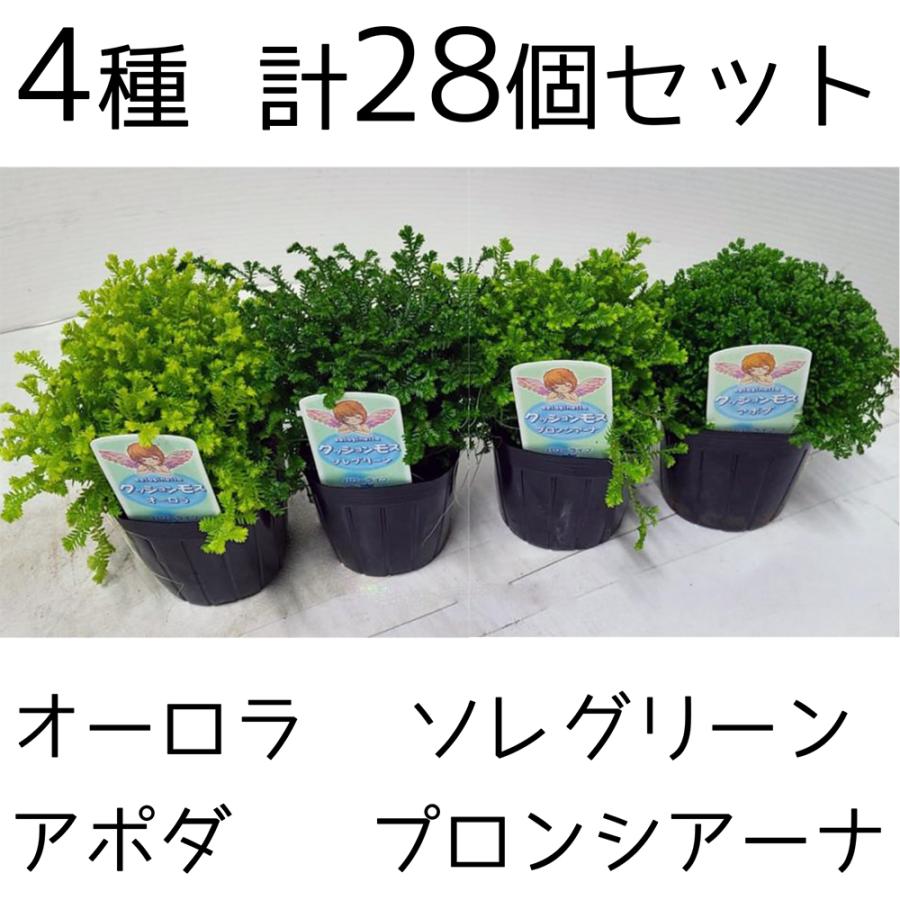 [SNSで話題 ] MTXVI0IQXB2 (MTXVI0IQXB2)