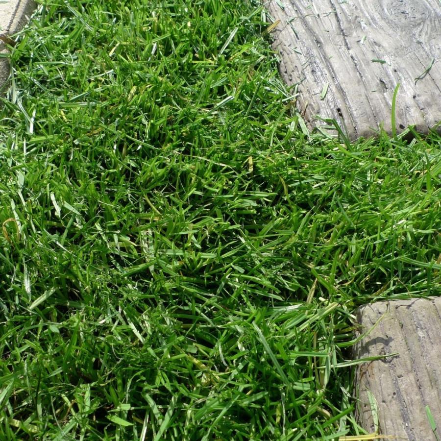 安く天然芝にしたいなら！ぴたっと貼るだけ！西洋芝シート（1m×1m 