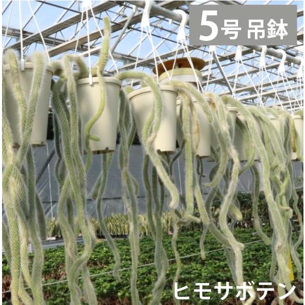 シロヒモサボテン ヒルデウィンテラ 吊り鉢 5号 ねこのしっぽ 紐