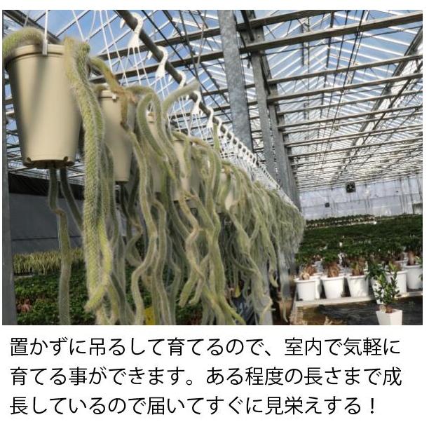 シロヒモサボテン ヒルデウィンテラ 吊り鉢 5号 ねこのしっぽ 紐