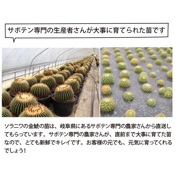 シロヒモサボテン ヒルデウィンテラ 吊り鉢 5号 ねこのしっぽ 紐