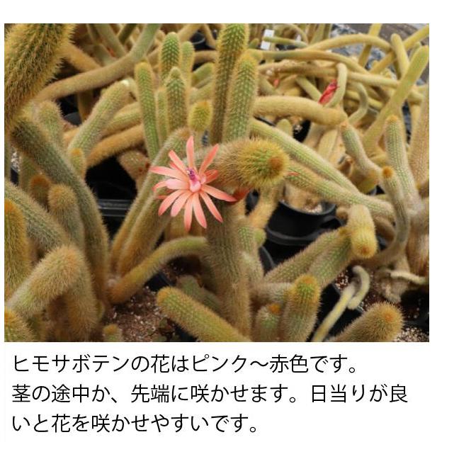 シロヒモサボテン ヒルデウィンテラ 吊り鉢 5号 ねこのしっぽ 紐