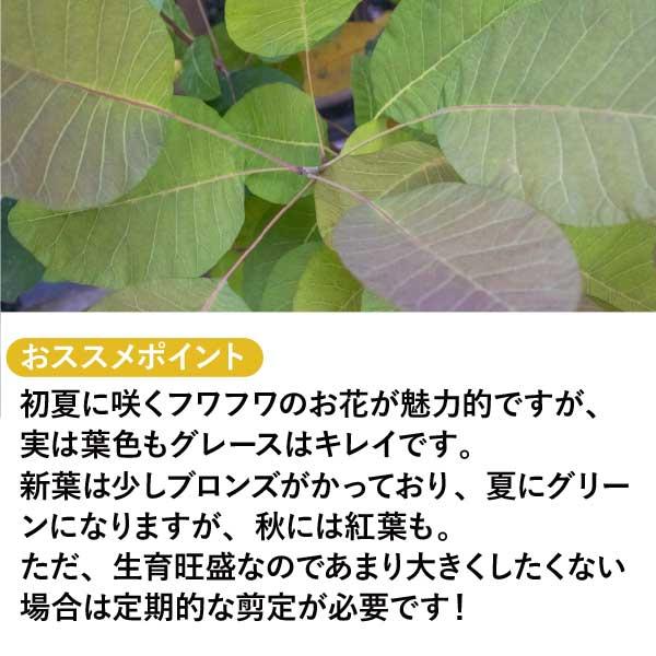 生産者直送］スモークツリー グレース 樹高約1.6-1.8m 送料無料 庭木