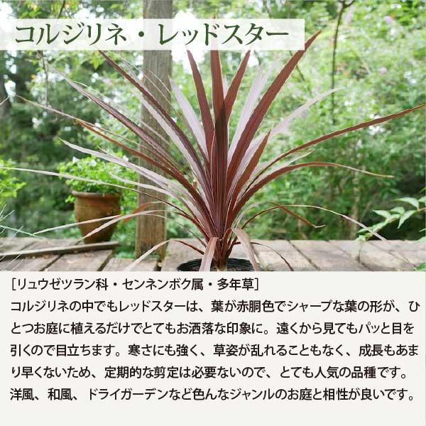 宿根草で作るオージープランツ風ガーデン・1坪のお庭 広域セット 生産