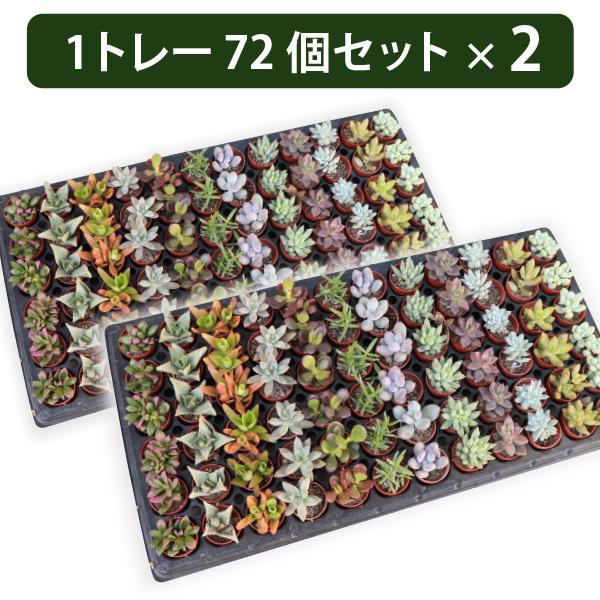 農場直送！多肉植物 ミニ苗 144個セット 1寸 (1号 3cmポット) 多肉
