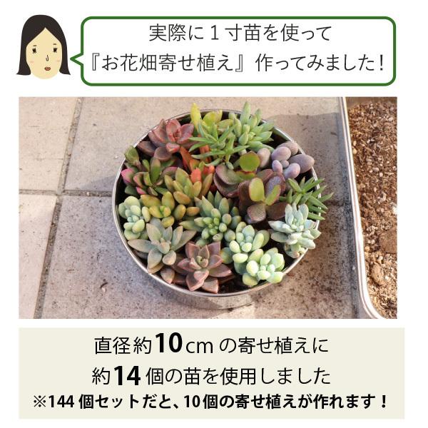 農場直送！多肉植物 ミニ苗 144個セット 1寸 (1号 3cmポット) 多肉