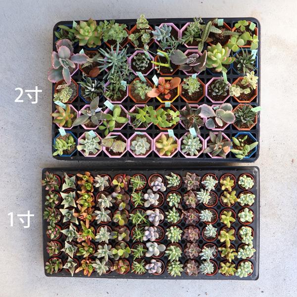 農場直送！多肉植物 ミニ苗 144個セット 1寸 (1号 3cmポット) 多肉