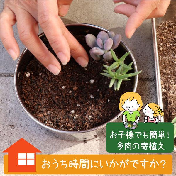 農場直送！多肉植物 ミニ苗 20個セット 1寸 (1号 3cmポット) 多肉