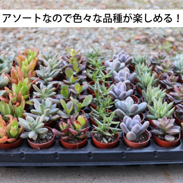 農場直送！多肉植物 ミニ苗 20個セット 1寸 (1号 3cmポット) 多肉