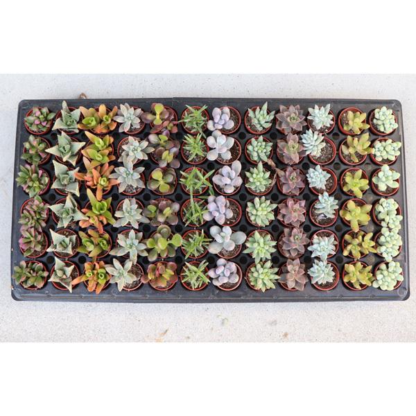 農場直送！多肉植物 ミニ苗 216個セット 1寸 (1号 3cmポット) 多肉