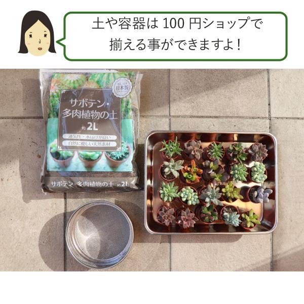 農場直送！多肉植物 ミニ苗 216個セット 1寸 (1号 3cmポット) 多肉