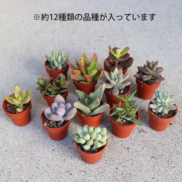 農場直送！多肉植物 ミニ苗 216個セット 1寸 (1号 3cmポット) 多肉