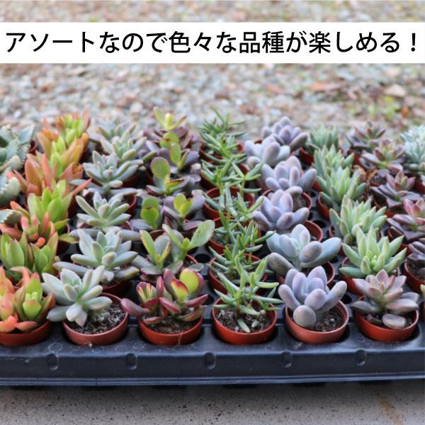 農場直送！多肉植物 ミニ苗 40個セット 1寸 (1号 3cmポット) 多肉