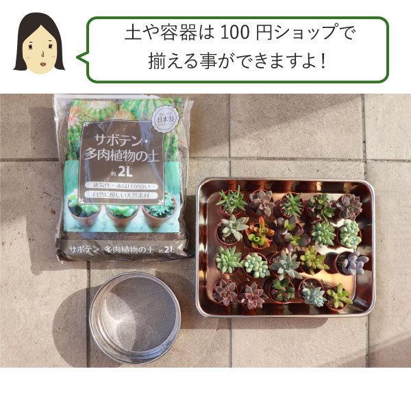 農場直送！多肉植物 ミニ苗 40個セット 1寸 (1号 3cmポット) 多肉