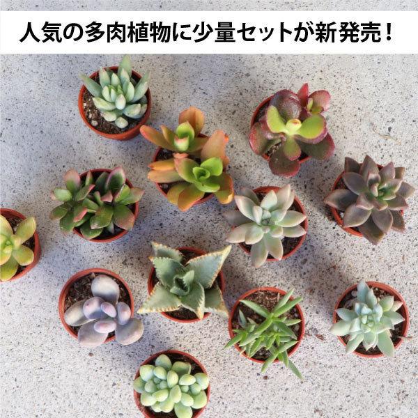 農場直送！多肉植物 ミニ苗 40個セット 1寸 (1号 3cmポット) 多肉