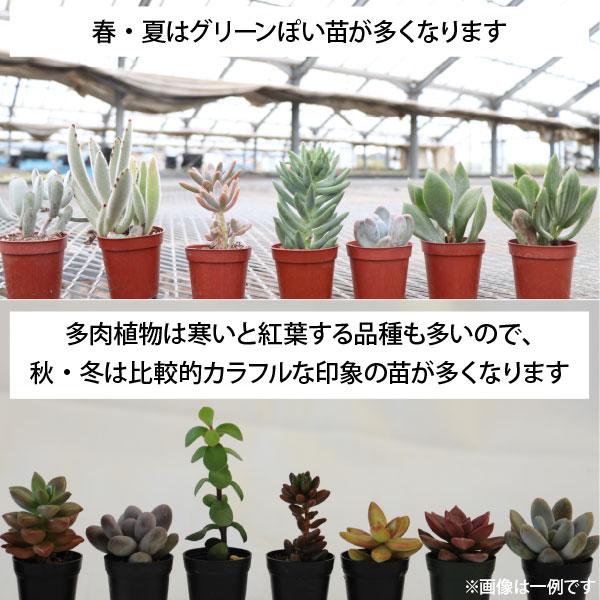 苗 多肉植物 ミックス1寸 (1号 3cmポット) 72個 セット (ケース 苗 多肉植物 ミックス1寸 (1号 3cmポット) 72個 セット (ケース
