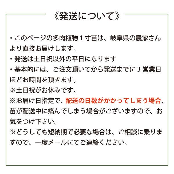 苗 多肉植物 ミックス1寸 (1号 3cmポット) 72個 セット (ケース 苗 多肉植物 ミックス1寸 (1号 3cmポット) 72個 セット (ケース