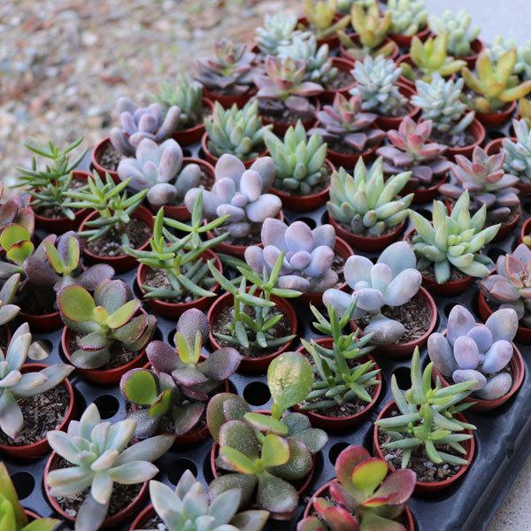 苗 多肉植物 ミックス1寸 (1号 3cmポット) 72個 セット (ケース 苗 多肉植物 ミックス1寸 (1号 3cmポット) 72個 セット (ケース