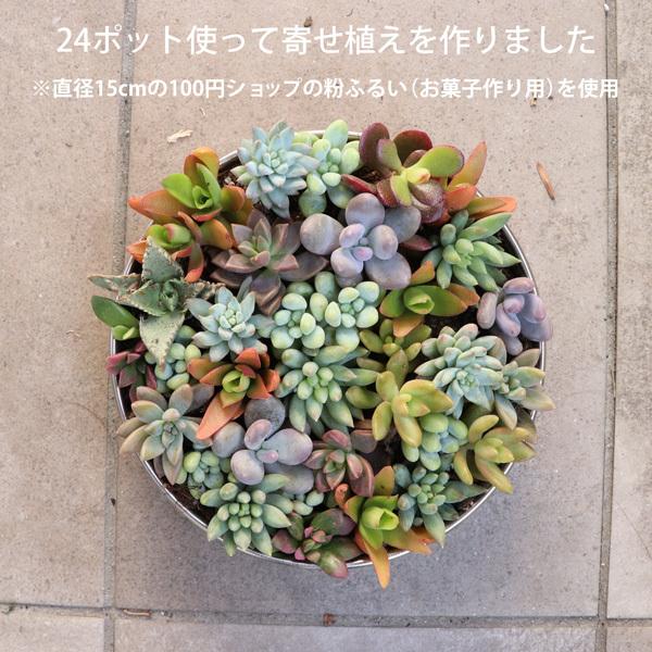 苗 多肉植物 ミックス1寸 (1号 3cmポット) 72個 セット (ケース 苗 多肉植物 ミックス1寸 (1号 3cmポット) 72個 セット (ケース