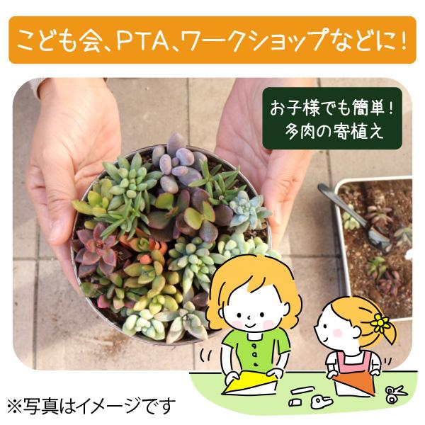 苗 多肉植物 ミックス1寸 (1号 3cmポット) 72個 セット (ケース 苗 多肉植物 ミックス1寸 (1号 3cmポット) 72個 セット (ケース