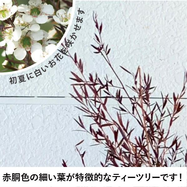 ティーツリー カッパーグロー メラレウカ 樹高約1.4m 植木 庭木 苗木