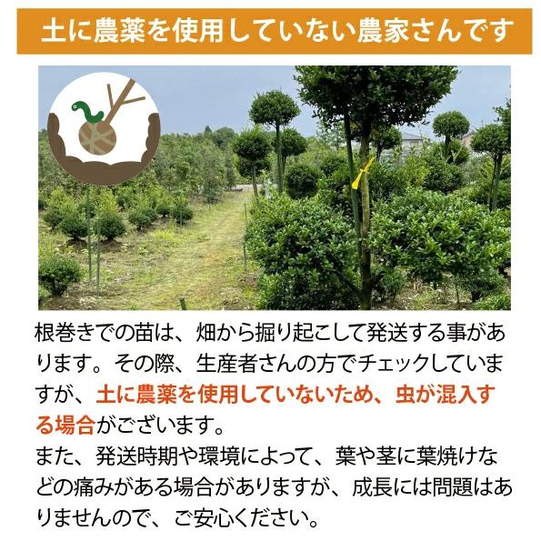 ティーツリー カッパーグロー メラレウカ 樹高約1.4m 植木 庭木 苗木