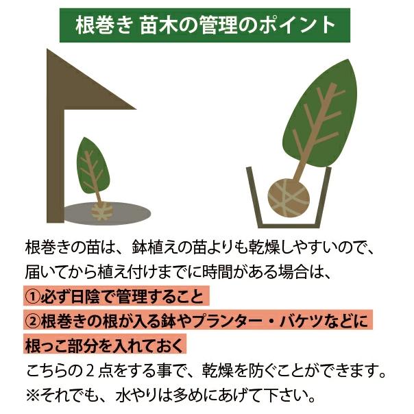 ティーツリー カッパーグロー メラレウカ 樹高約1.4m 植木 庭木 苗木