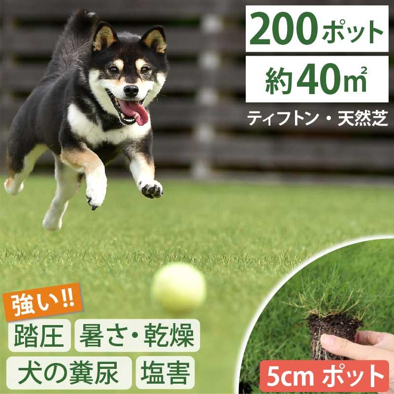 植付時の肥料付！】ティフトン 419 西洋芝 芝苗 200個 セット (5cm角
