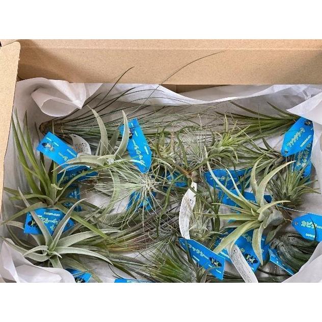 ◇エアプランツ チランジア おまかせ＆選べる品種 ミックスセット M