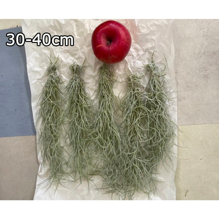 ◇ウスネオイデス 30-40cm 5個セット エアプランツ チランジア