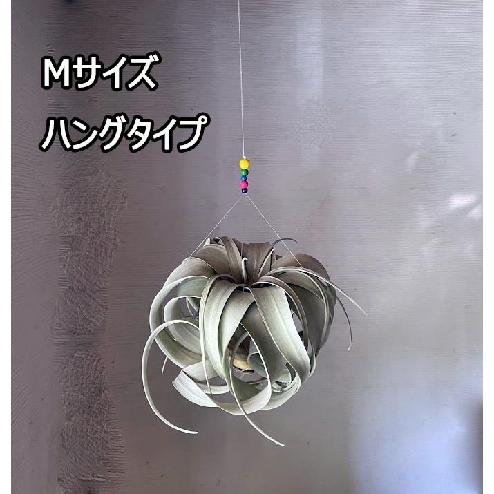◇キセログラフィカ ハンギングタイプ Mサイズ 約20cm 2個セット