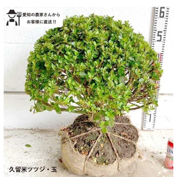 久留米ツツジ 玉仕立て 根巻き苗 直径約40cm 花木 庭木 苗木 和風 常緑