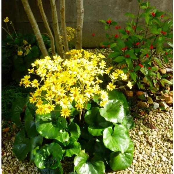 ✨ツワブキ 苗 6株 根付き✨抜き苗　山野草　農薬不使用　煮物がおいしいよ～ ツワブキ 苗 石蕗 30個 セット 3.5号 10.5cmポット 常緑 多年草 山野草