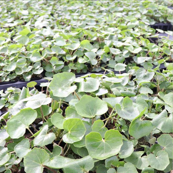 ツワブキ 苗 石蕗 30個 セット 3.5号 10.5cmポット 常緑 多年草 山野草