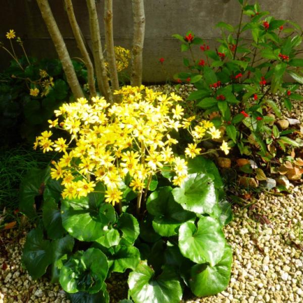 ツワブキ 苗 石蕗 30個 セット 3.5号 10.5cmポット 常緑 多年草 山野草