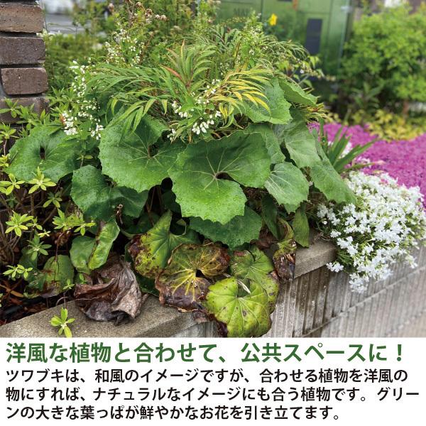 ツワブキ 苗 石蕗 30個 セット 3.5号 10.5cmポット 常緑 多年草 山野草