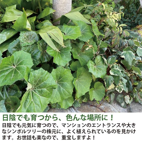 ツワブキ 苗 石蕗 30個 セット 3.5号 10.5cmポット 常緑 多年草 山野草