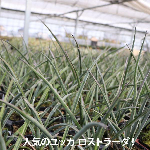ユッカ ロストラータ 苗 20個 セット 3号 9cmポット 生産者直送 ユッカ ロストラータ 苗 20個 セット 3号 9cmポット 生産者直送