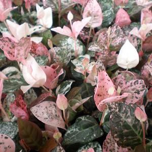 グランドカバー 苗 ハツユキカズラ 24個 セット 3寸 3号 9cmポット 初雪カズラ 全国どこでも送料無料 Zux8cmi0qh ソラニワ 通販 Yahoo ショッピング