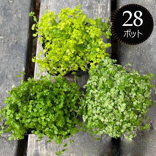 ベビーティアーズ 苗 3寸9cmポット 3色セット 28個 カラーミックス グランドカバー