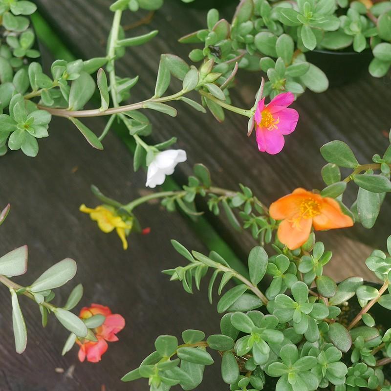 花苗 ポーチュラカ 40個 セット ケース カラーミックス 全国送料無料 Uniconfort Com