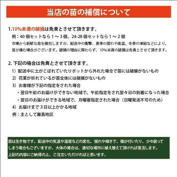 ポーチュラカ 40個 セット (ケース)  全国送料無料　カラーミックス　市場直送｜soraniwashop｜15