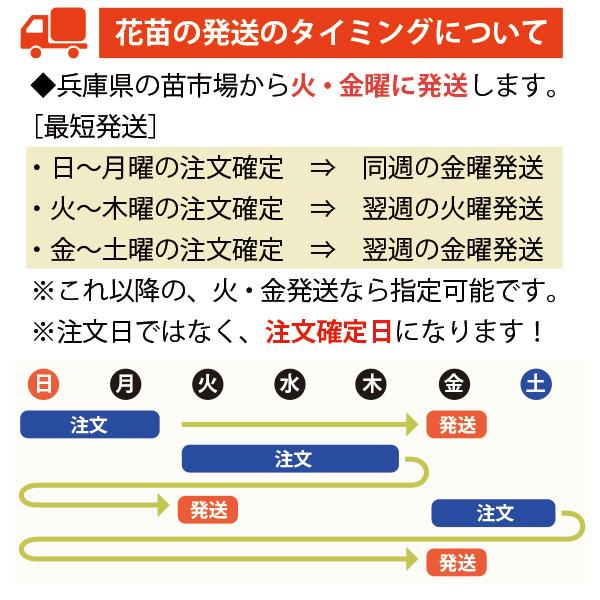 ポーチュラカ 40個 セット (ケース)  全国送料無料　カラーミックス　市場直送｜soraniwashop｜04