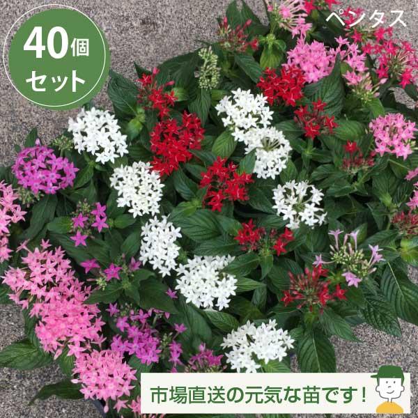売れ筋がひ新作 花苗 ペンタス 40個 セット ケース カラーミックス 全国送料無料 Sarozambia Com