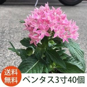 ペンタ 様 購入用ページ ◇6/9より発送開始◇ ペンタス 40個 セット (ケース) カラーミックス