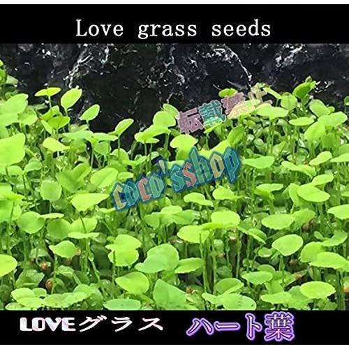 水草の種 3種類 3袋セット パールグラス系 小双葉 Loveグラス ハート葉 ヘアーグラス 種から育てる水草の種 育成簡単 水草の絨毯 アクアリウム 前景草 B0979qk4yr そらの商店 通販 Yahoo ショッピング