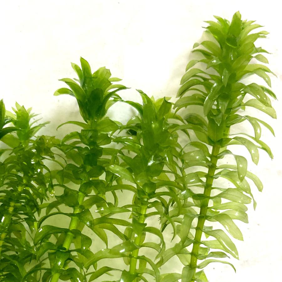 オオカナダモ クロモ 金魚藻 【数量限定】 アナカリス【15本組