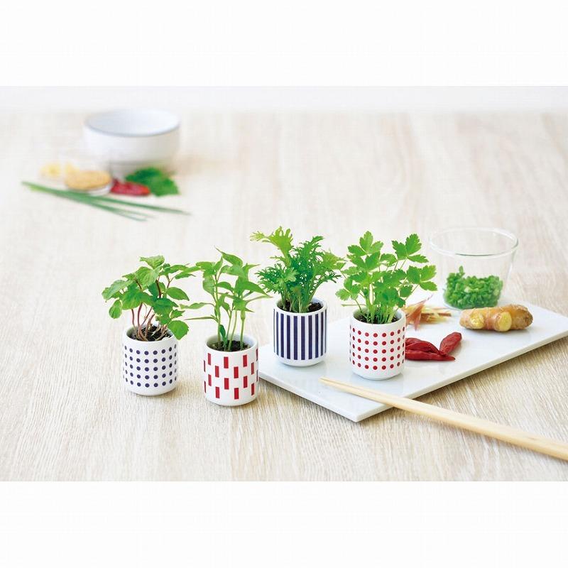 販促品 ノベルティ おちょこで薬味栽培キット わさび菜 卸売り まとめ売りに 1dw 粗品 記念品 ノベルティのお店 通販 Yahoo ショッピング