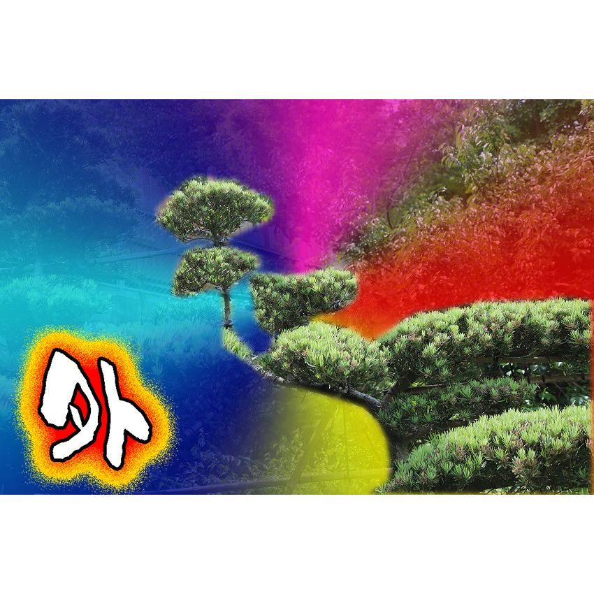 当園引き渡し 槇の木 マキの木 らかんまきA 樹齢30年以上 幹回り約25cm