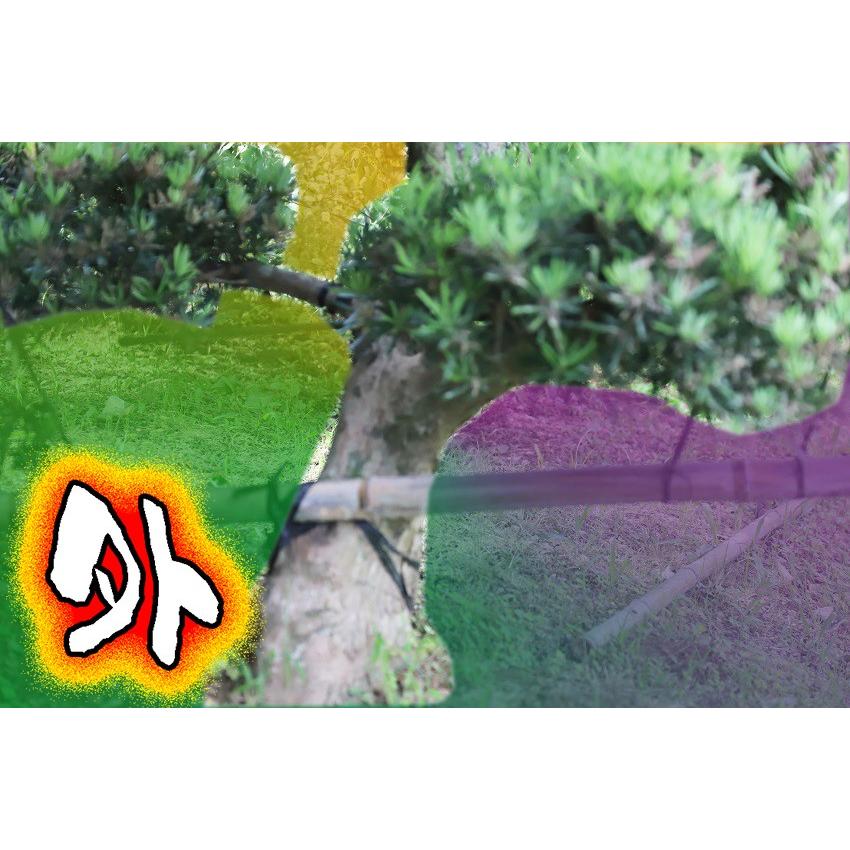 当園引き渡し 槇の木 マキの木 らかんまきA 樹齢30年以上 幹回り約25cm